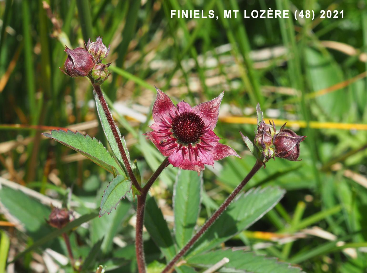 Cinquefoil, Marsh